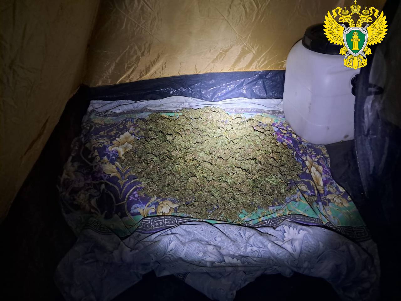 В темно-синем лесу, где трепещут осины...трое жителей Пензенской области выращивали коноплю В темно-синем лесу, где трепещут осины...трое жителей Пензенской области выращивали коноплю