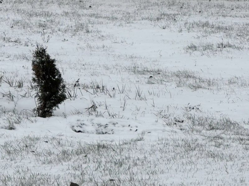 В районе монумента «Глобус» неизвестные выкопали туи В районе монумента «Глобус» неизвестные выкопали туи