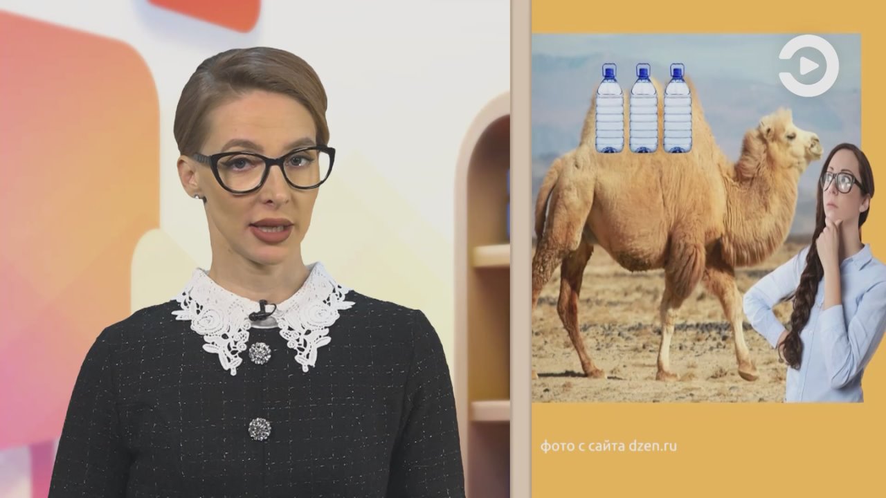 Верблюды – самые настоящие чемпионы по выживанию в пустыне