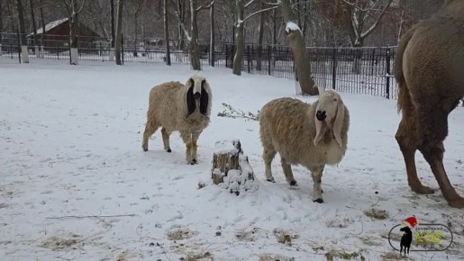 В Пензенском зоопарке – новый обитатель