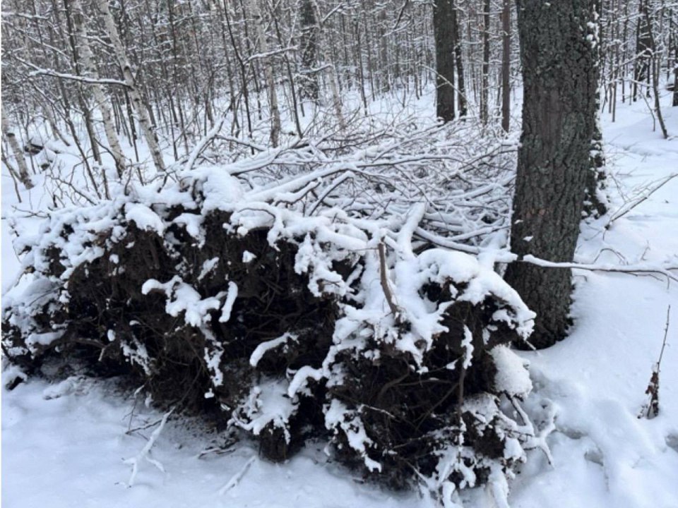 Пензенская полиция на месте преступления задержала мужчину, укравшего 173 саженца липы из питомника Пензенская полиция на месте преступления задержала мужчину, укравшего 173 саженца липы из питомника