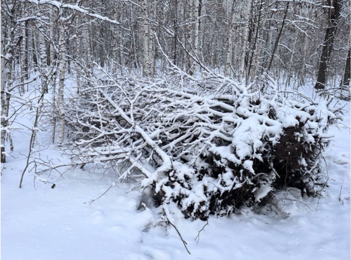 Пензенская полиция на месте преступления задержала мужчину, укравшего 173 саженца липы из питомника