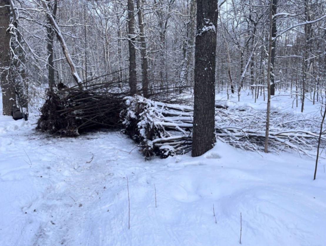 Пензенская полиция на месте преступления задержала мужчину, укравшего 173 саженца липы из питомника Пензенская полиция на месте преступления задержала мужчину, укравшего 173 саженца липы из питомника
