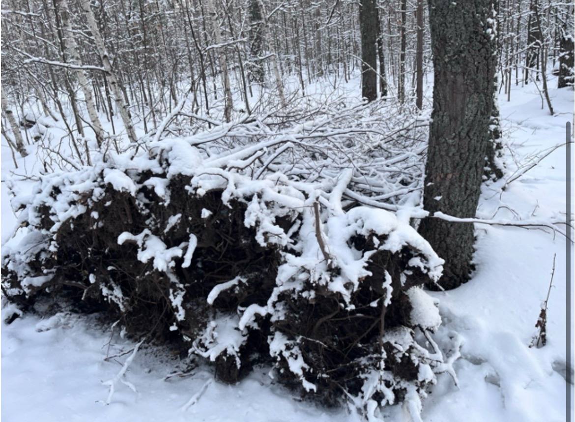 Пензенская полиция на месте преступления задержала мужчину, укравшего 173 саженца липы из питомника Пензенская полиция на месте преступления задержала мужчину, укравшего 173 саженца липы из питомника