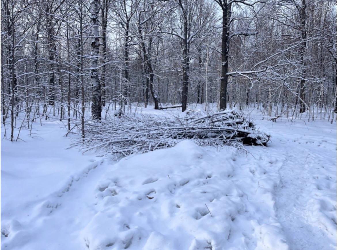Пензенская полиция на месте преступления задержала мужчину, укравшего 173 саженца липы из питомника Пензенская полиция на месте преступления задержала мужчину, укравшего 173 саженца липы из питомника