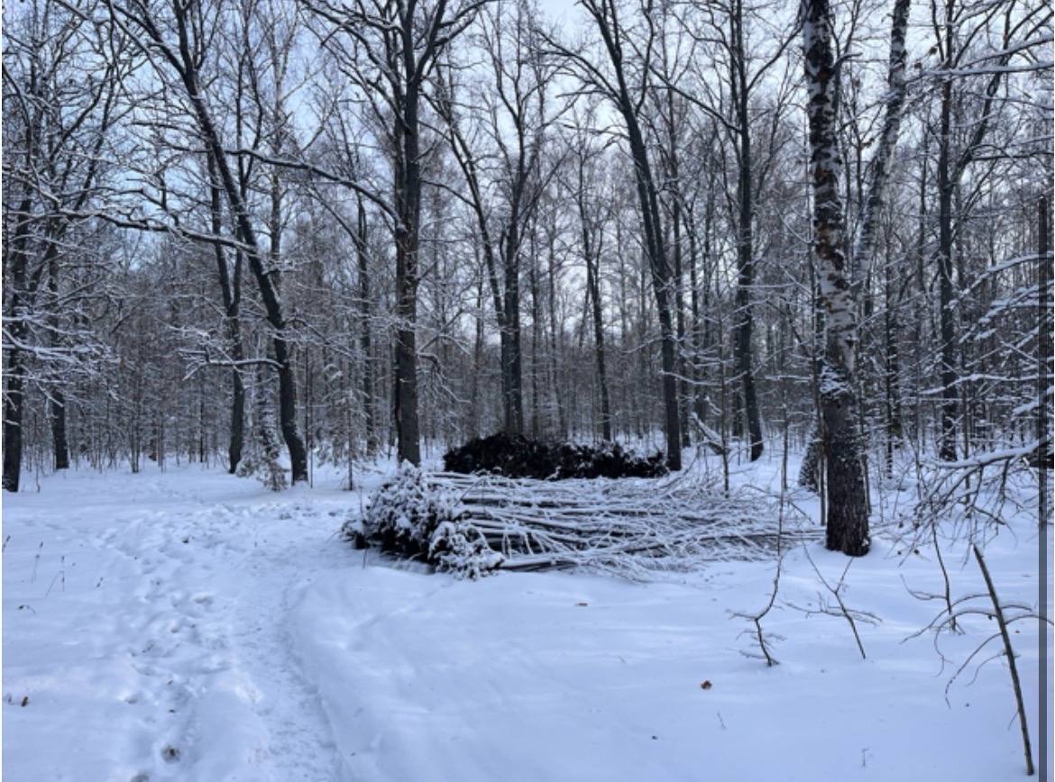 Пензенская полиция на месте преступления задержала мужчину, укравшего 173 саженца липы из питомника Пензенская полиция на месте преступления задержала мужчину, укравшего 173 саженца липы из питомника