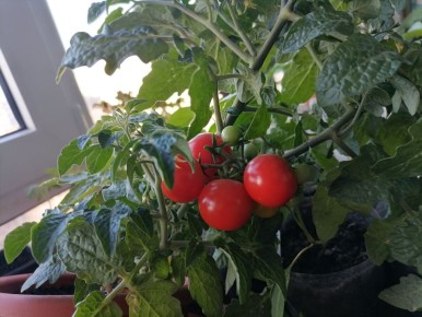 Как вырастить помидоры из пасынков в домашних условиях