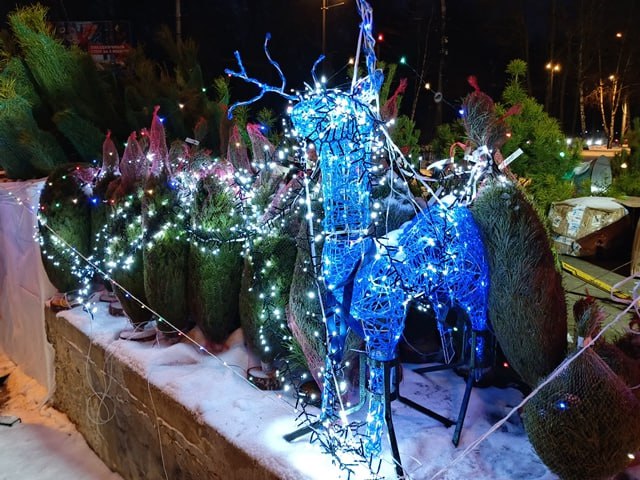 Проверены места продажи хвойных деревьев Проверены места продажи хвойных деревьев