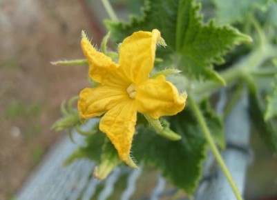 Сода для огурцов: просто и эффективно для лучшего урожая