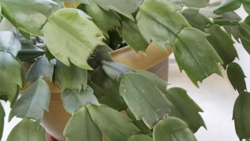 Как активировать цветение декабриста: секреты от опытных цветоводов