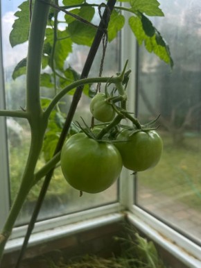 Томаты: уход в разгар сезона