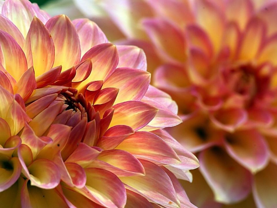 ��������: ������� ��������� ����������� � �������� ��� ������ ��������