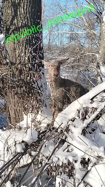 Сотрудники охотоуправления провели в Веселовке (Пенза) операцию по спасению пятнистого оленя, рассказали в областном минлесхозе