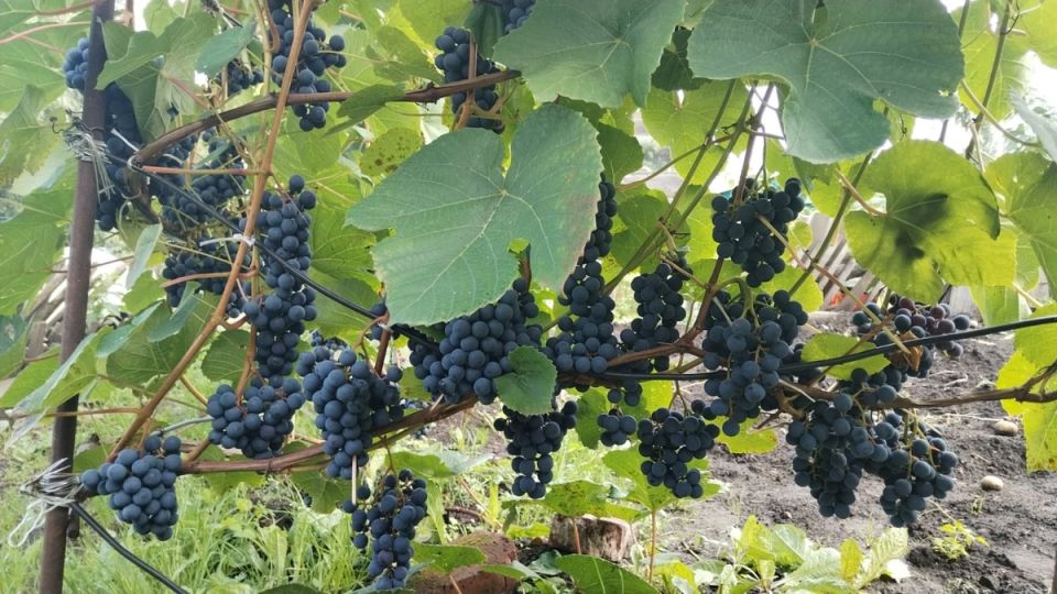 Виноград Зилга: неожиданный успех сибирского сорта