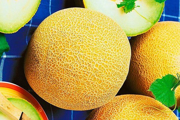 ���� ����� �����: ������� ������ � ����� ����