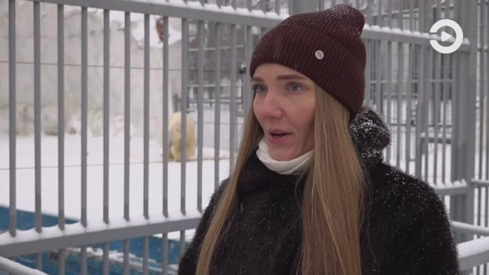 Белый медведь кажется медлительным, но это один из самых быстрых и выносливых хищников на планете