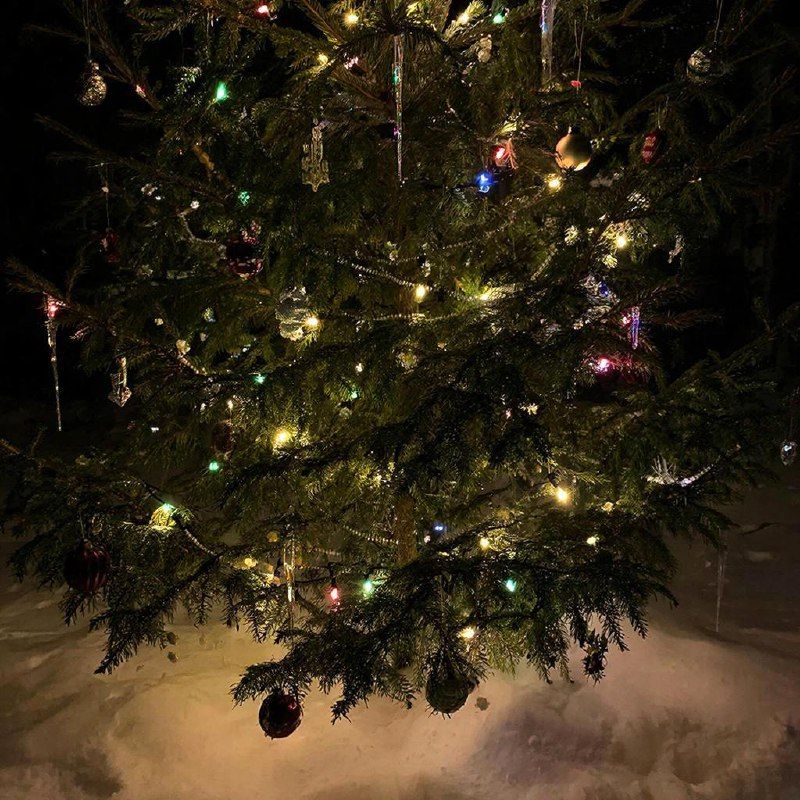 Елки во дворах Пензы: список адресов