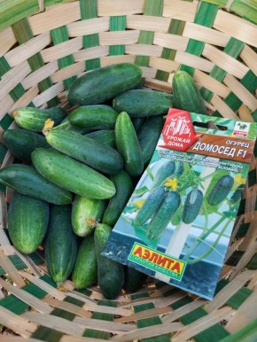 ������ '�������': ��������� ����� ��� ��������� �������