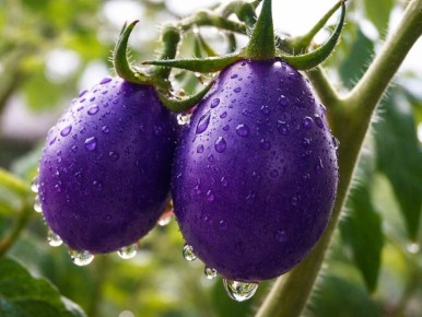 Фиолетовые томаты: здоровье в каждом укусе