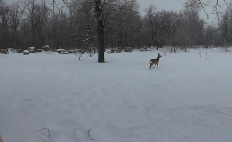 В ночное время 2 января сотрудники охотуправления и полиции выявили факт браконьерства на территории охотничьего угодья в Белинском районе