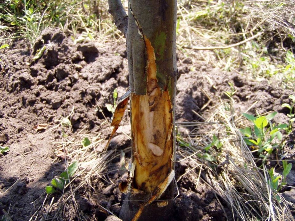 ��� ������ ������� ����� ������� ������: ������������ �����������