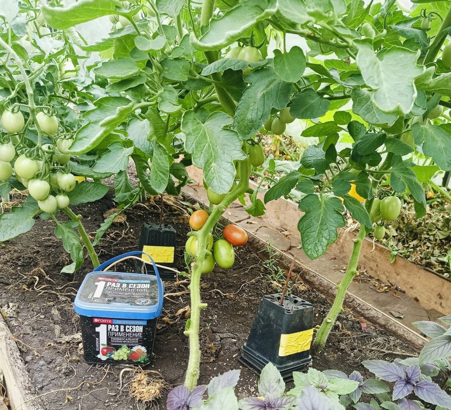 �������� � ��������: ��� ���������� � ������ ������� � �����