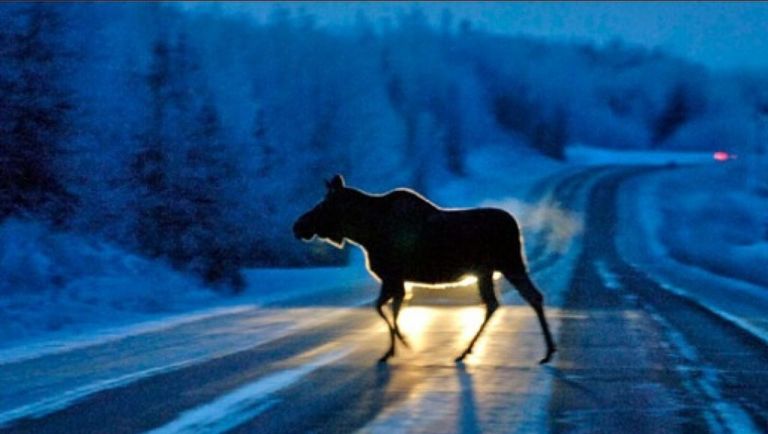 Госавтоинспекция Пензенской области обращается к водителям транспортных средств