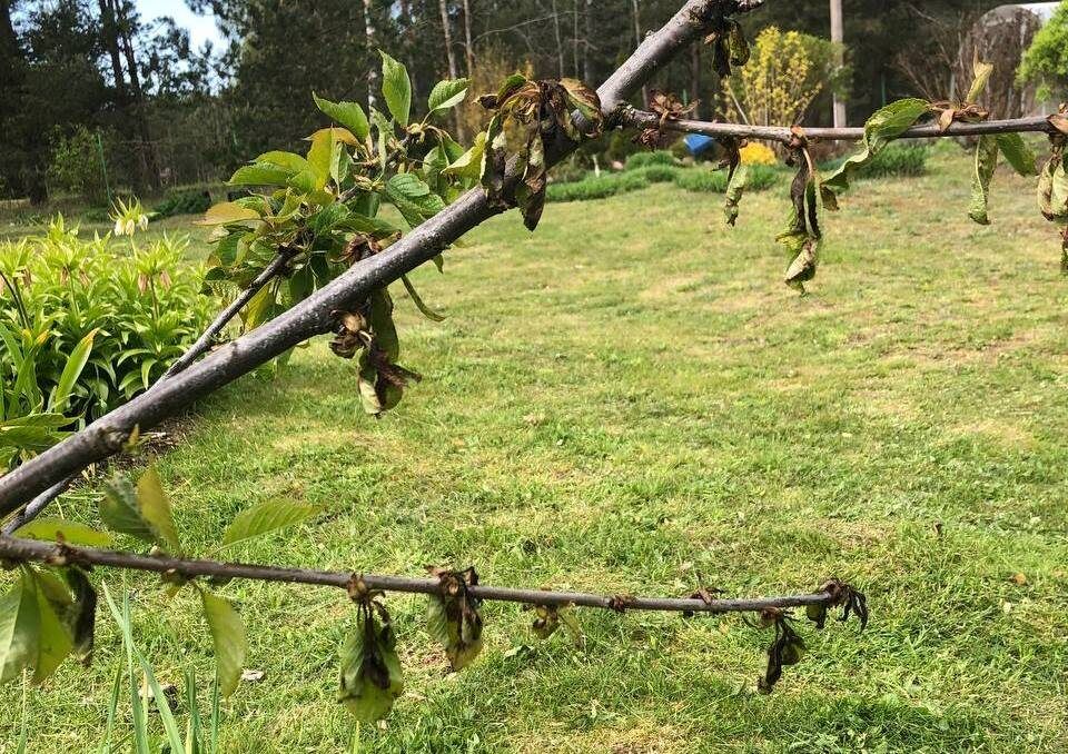 Почему черешня теряет листья?