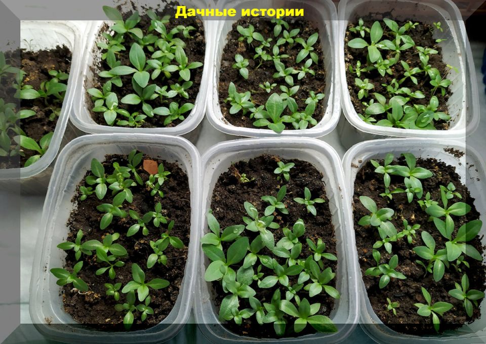 ������� ��������: ��� ����� ����� � ������ �����