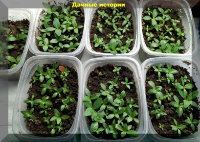 ������� ��������: ��� ����� ����� � ������ �����