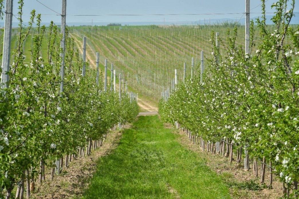 Производство плодов и ягод в Пензенской области развивается благодаря мерам господдержки