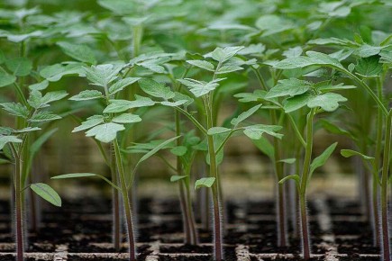 ������� �������� �������: ����� ����� ������� � ��� �������������