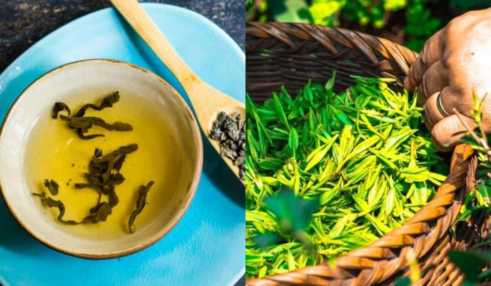 Второе дыхание для использованного зеленого чая