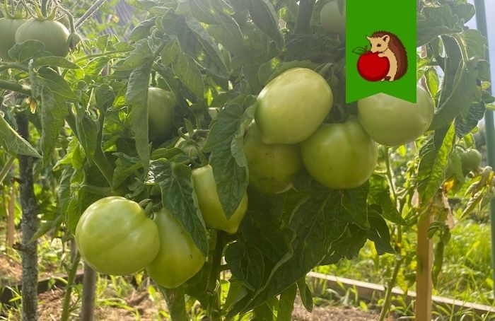 Почему помидоры трескаются и как этого избежать: разберем основные причины