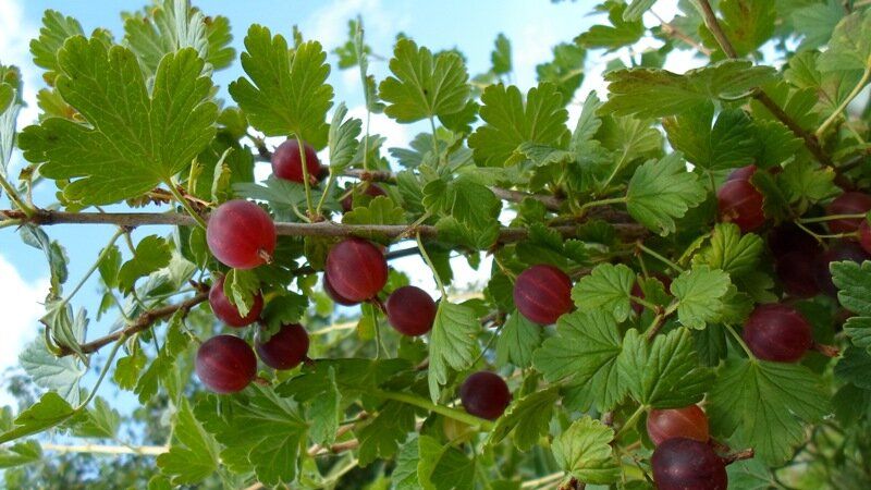 Как правильно ухаживать за крыжовником
