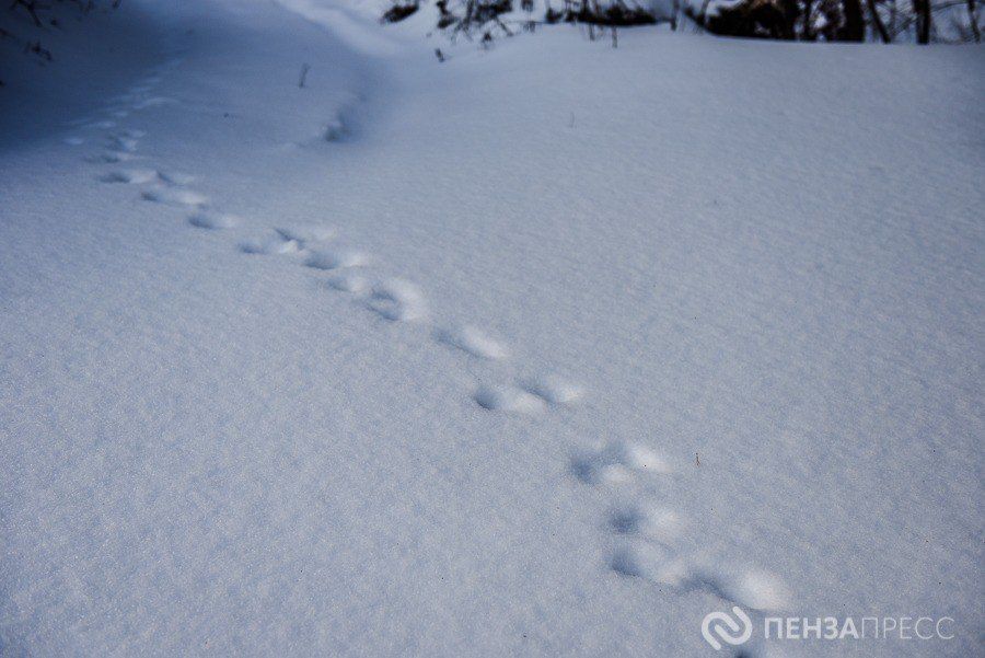 В Пензе 15 января ожидается до -12 градусов и небольшой снег