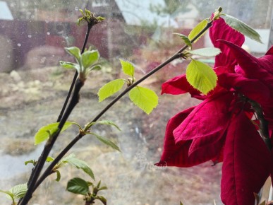 ������� �������: ��� �������� �� ����������� �� ��� � ��������