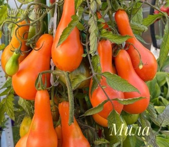 ������ ����: ��� ��������� � �������� ������� ������