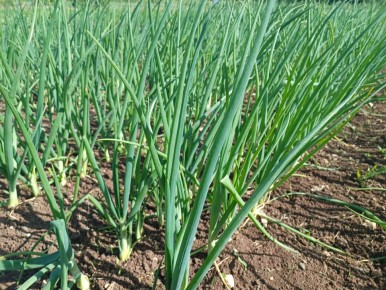 ��� ������ ������ ���� �� ������� ����: �������� ������ ��� �����������