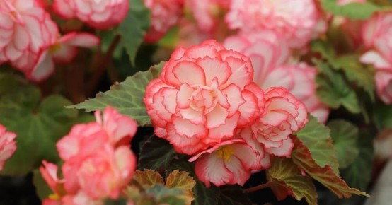 ��� ��������� �� ��������� ��������, ����� ��� ����� �� �������� �����