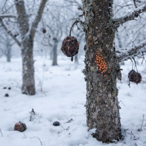 вредители в зимнем саду: когда стоит задуматься о защите?