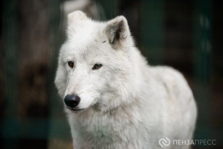 Пензенцам рассказали, какие пары зоопарка могут обзавестись потомством в 2026 году