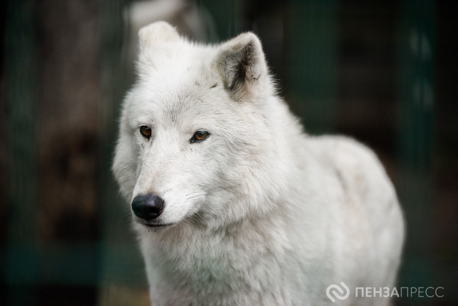 Пензенцам рассказали, какие пары зоопарка могут обзавестись потомством в 2026 году