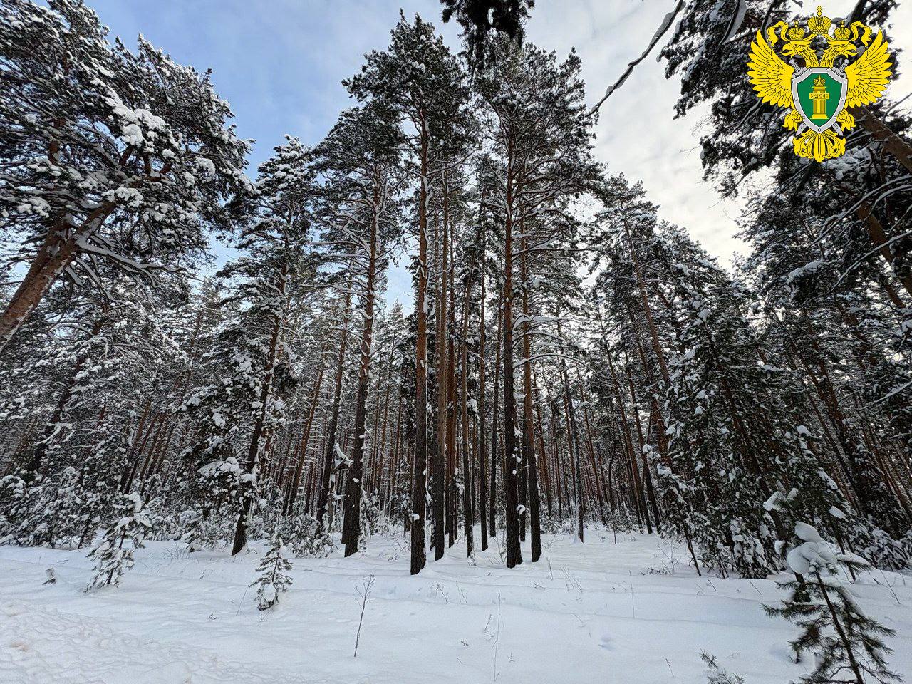 "А лес загадочный стоит, красуется