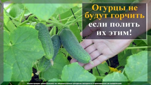 Причины горечи в огурцах и способы их устранения