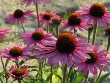Гибрид эхинацеи и рудбекии: новое слово в садоводстве