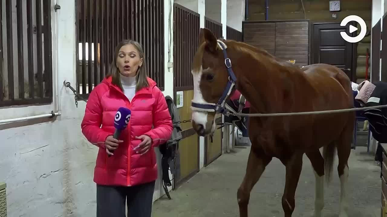 С момента приручения лошади она стала для человека надежным помощником и партнером