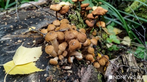 Грибной сезон на Урале: время груздей и опят