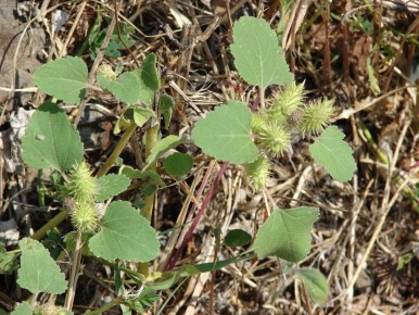 Уксус — быстрое и эффективное средство против сорняков