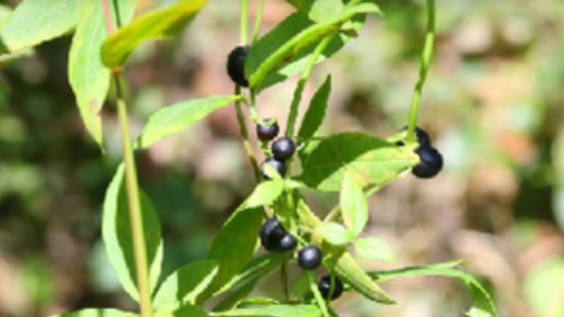 ��� ������ ����� �������� ���� Dioscorea melanophyma ����������� ��������� ������